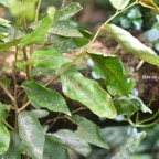 Antidesma madagascariense Bois de cabri blanc Phyllanthaceae Indigène La Réunion 1161.jpeg